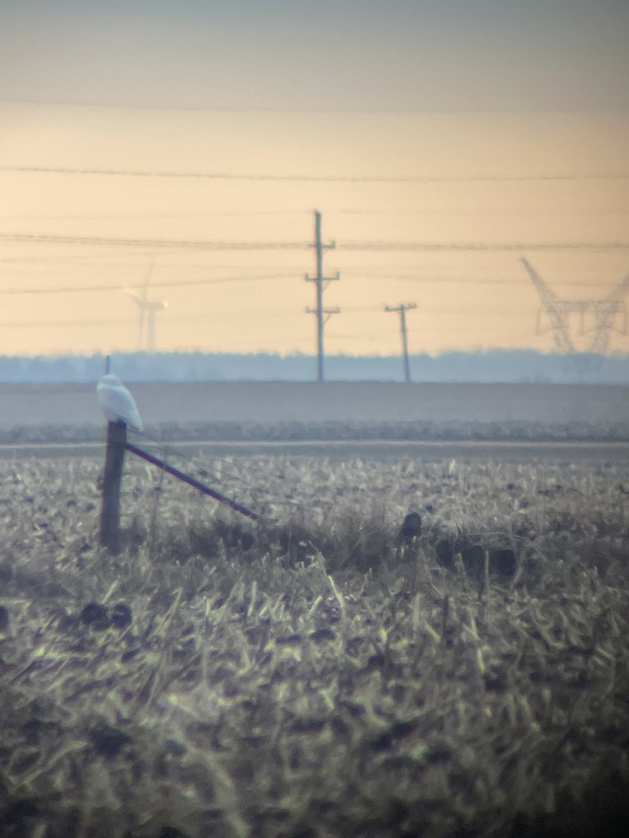 Snowy Owl - Caleb Jenks