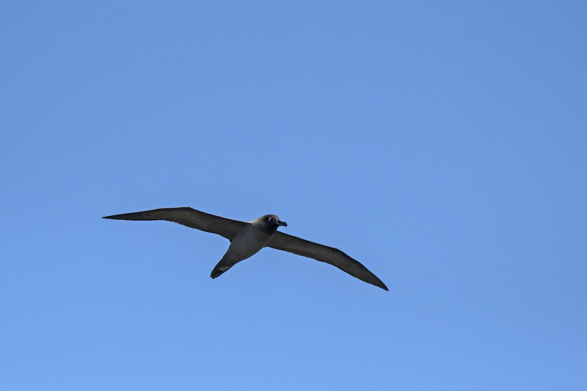Light-mantled Albatross - Owen  Lawton