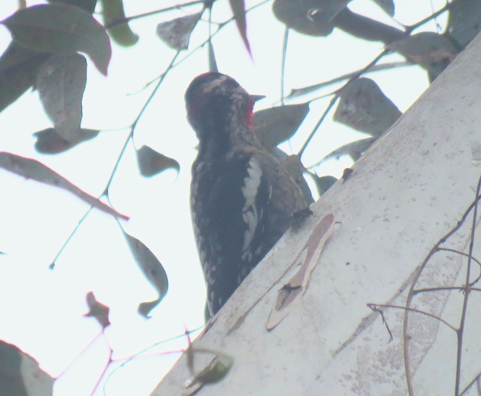 Red-naped Sapsucker - ML518727131