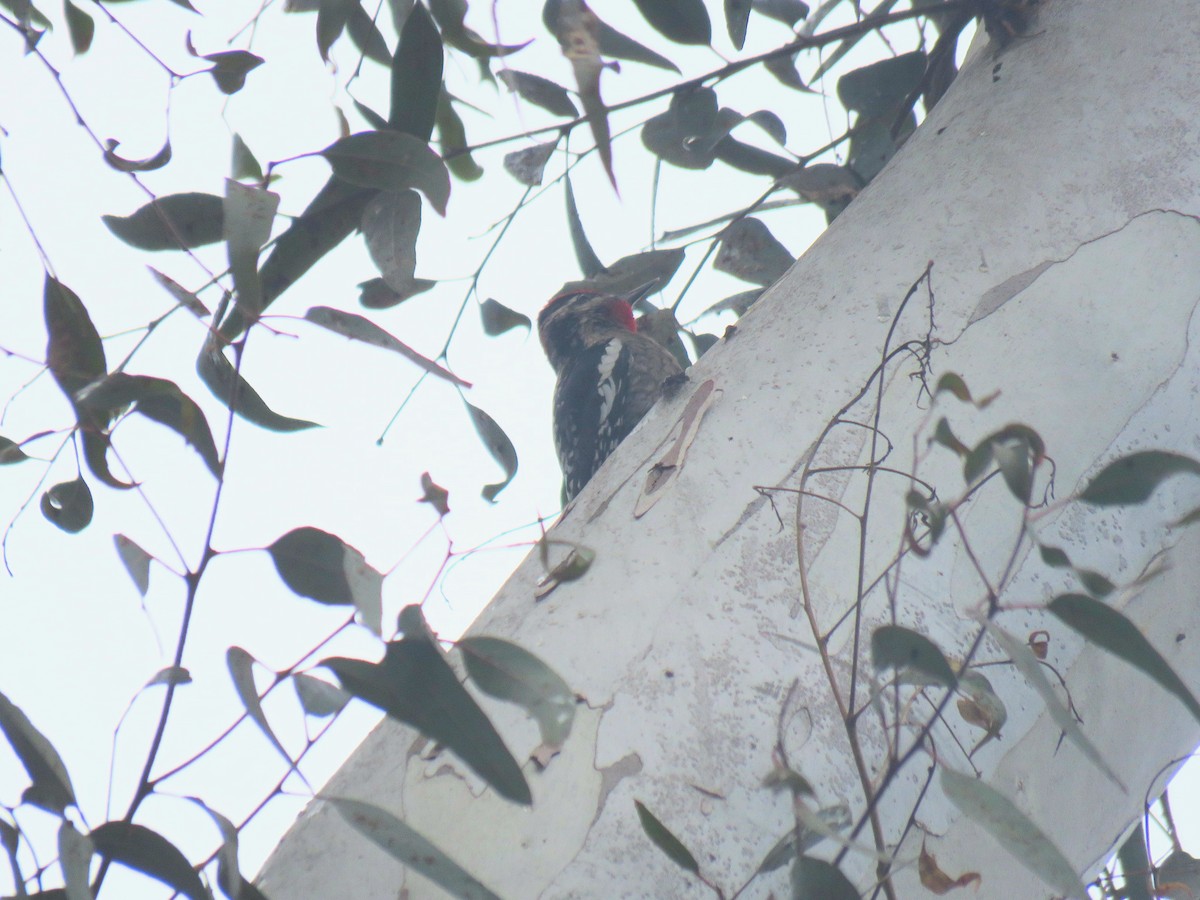 Red-naped Sapsucker - ML518727181