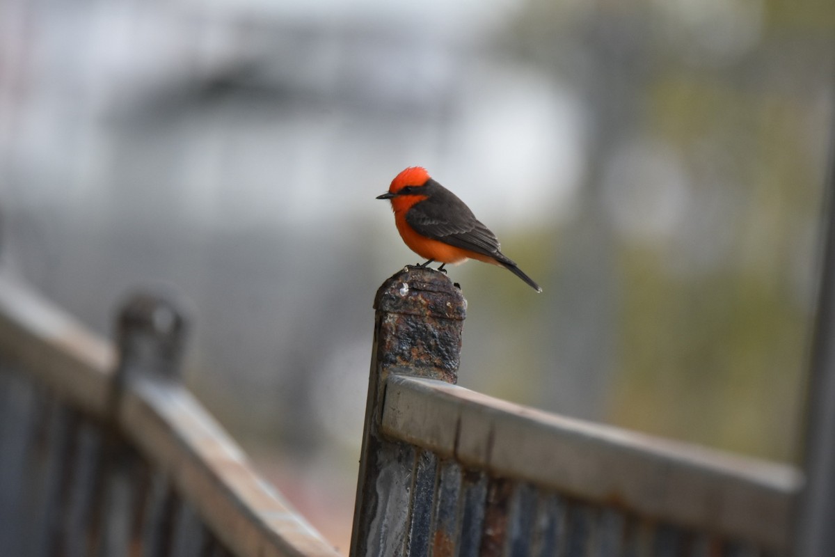Vermilion Flycatcher - ML518727251