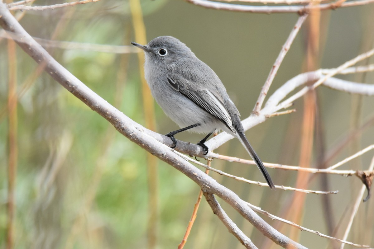 Blue-gray Gnatcatcher - ML518727341