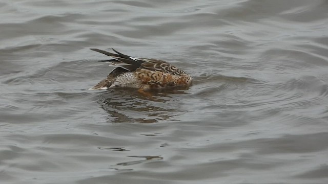 Халбага нугас - ML518727501