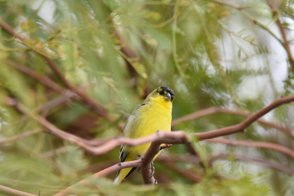 Lesser Goldfinch - ML518727521