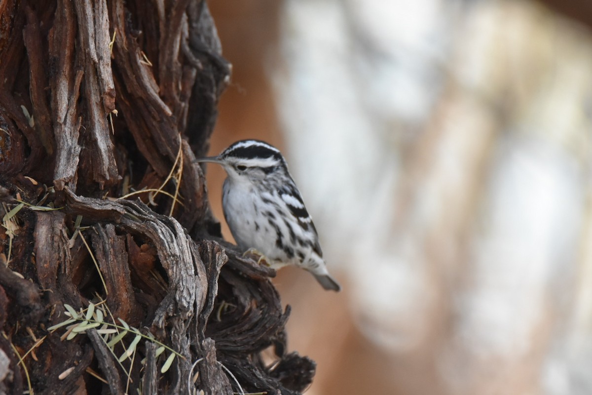 Black-and-white Warbler - ML518727921