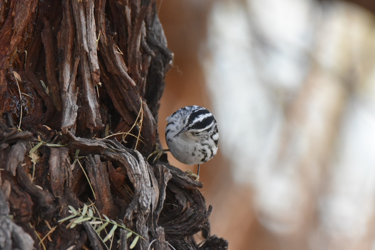 Black-and-white Warbler - ML518727931