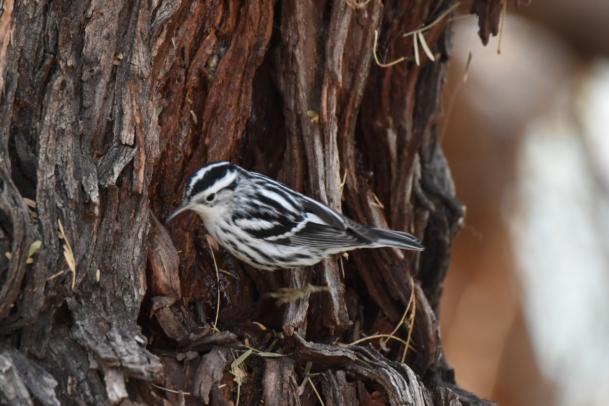 Black-and-white Warbler - ML518727941