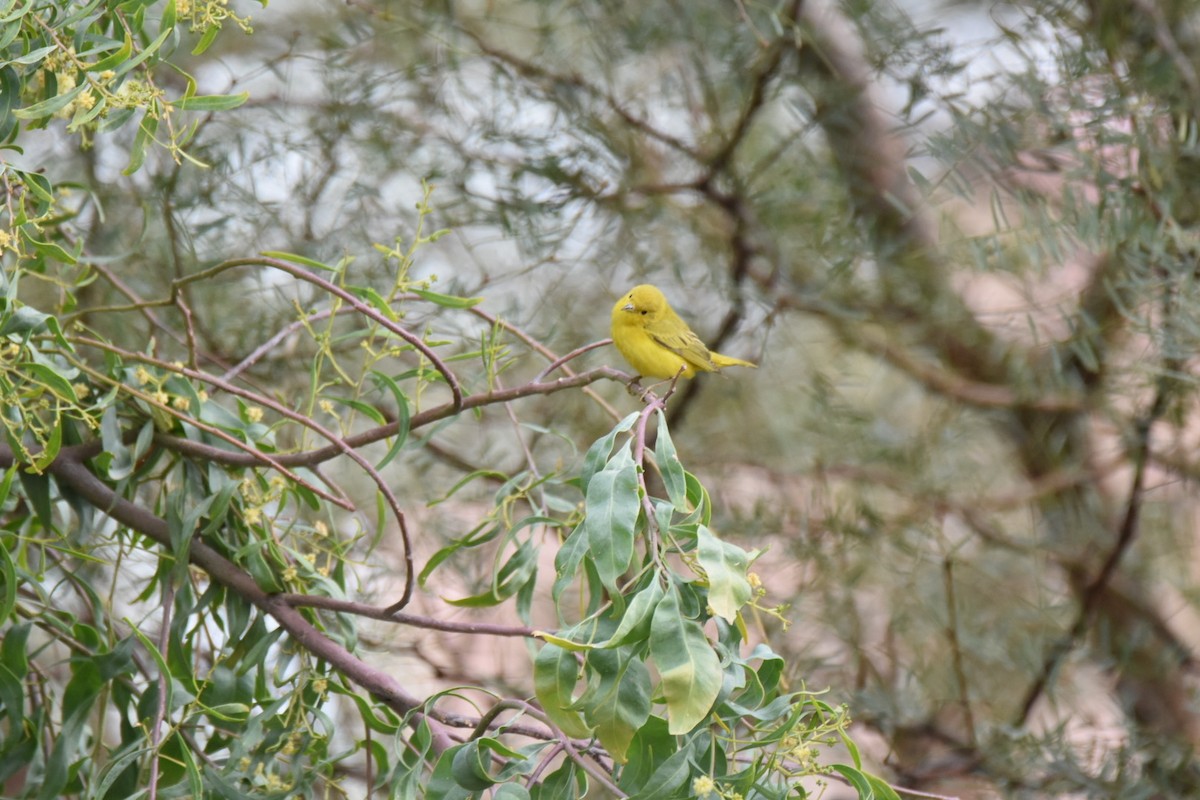Northern Yellow Warbler - ML518728041