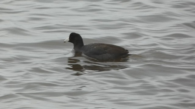 American Coot - ML518728411