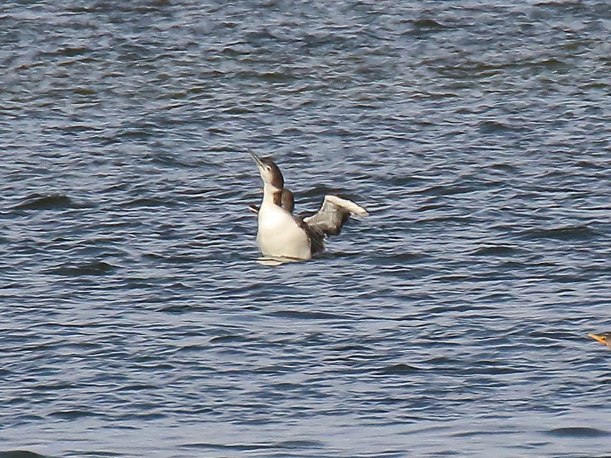 Plongeon huard - ML518729891