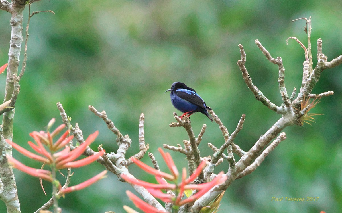 Red-legged Honeycreeper - ML51872991