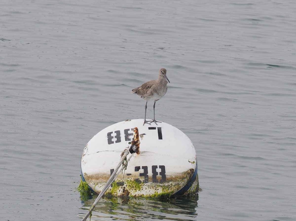 Willet - Keith Parker