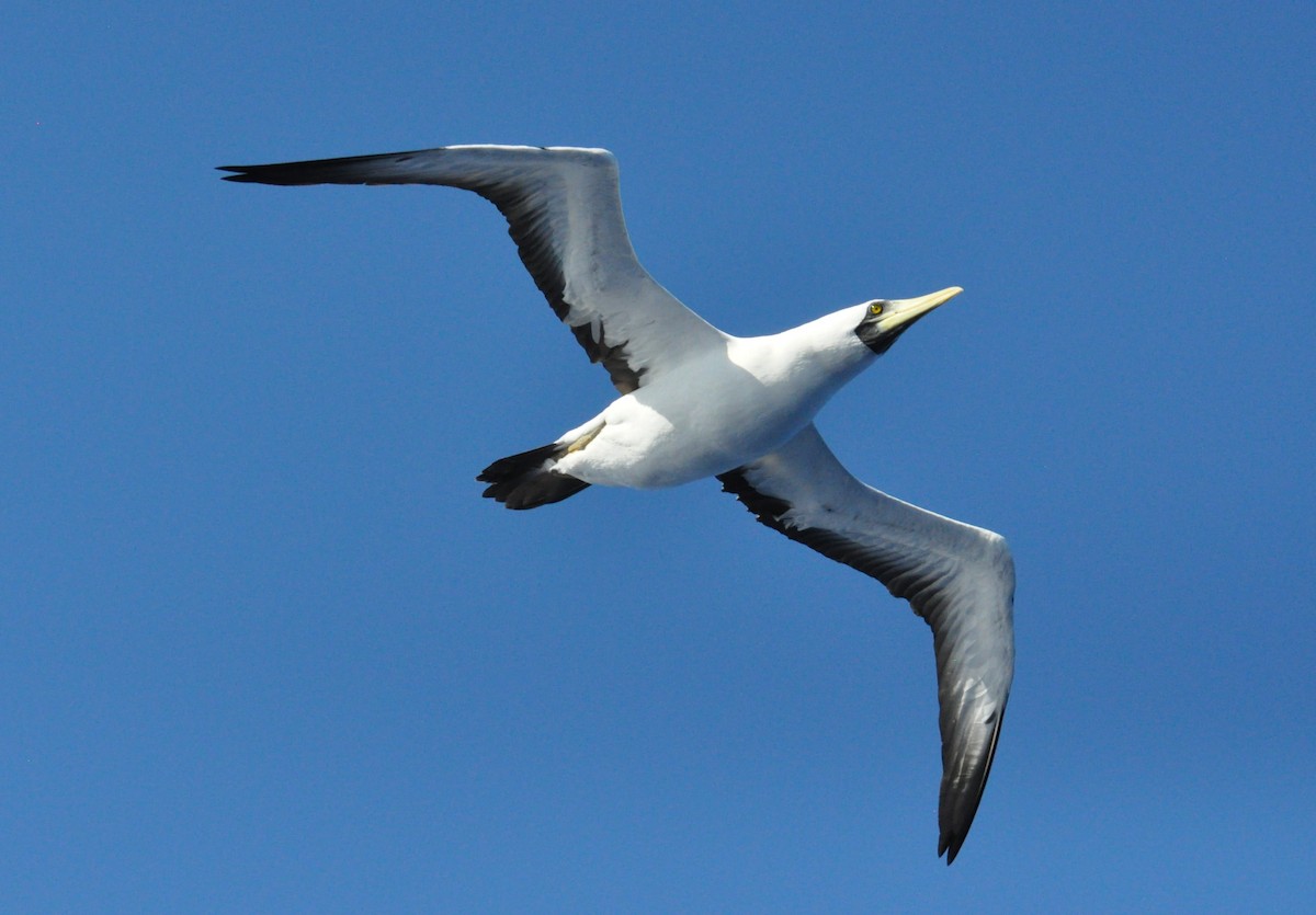 Masked Booby - ML518731851