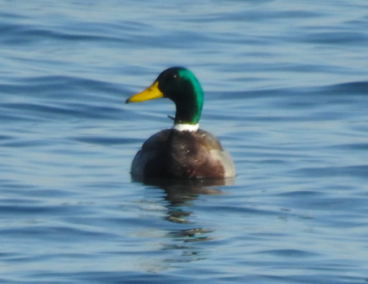 Mallard - ML518732001