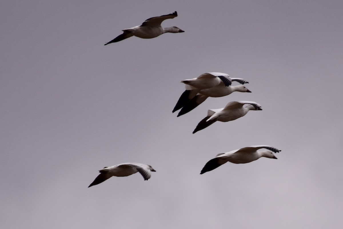 Snow Goose - Shauna Rasband