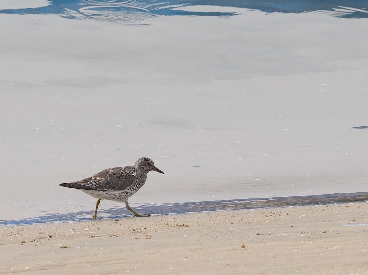 Surfbird - ML51873421