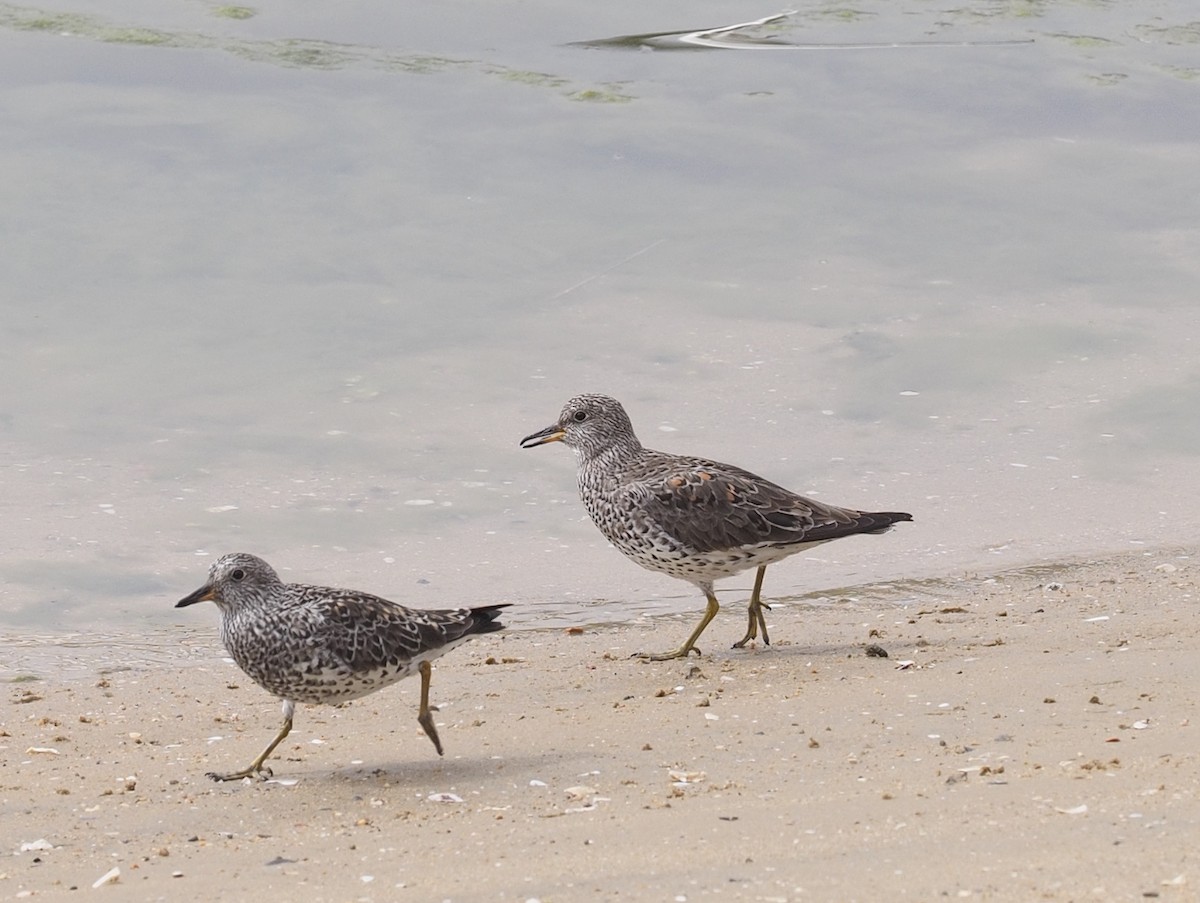 Surfbird - ML51873481