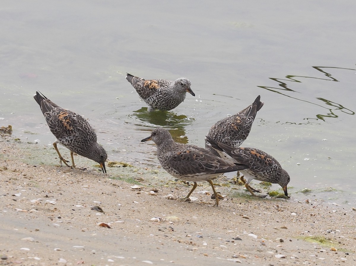 Surfbird - Keith Parker
