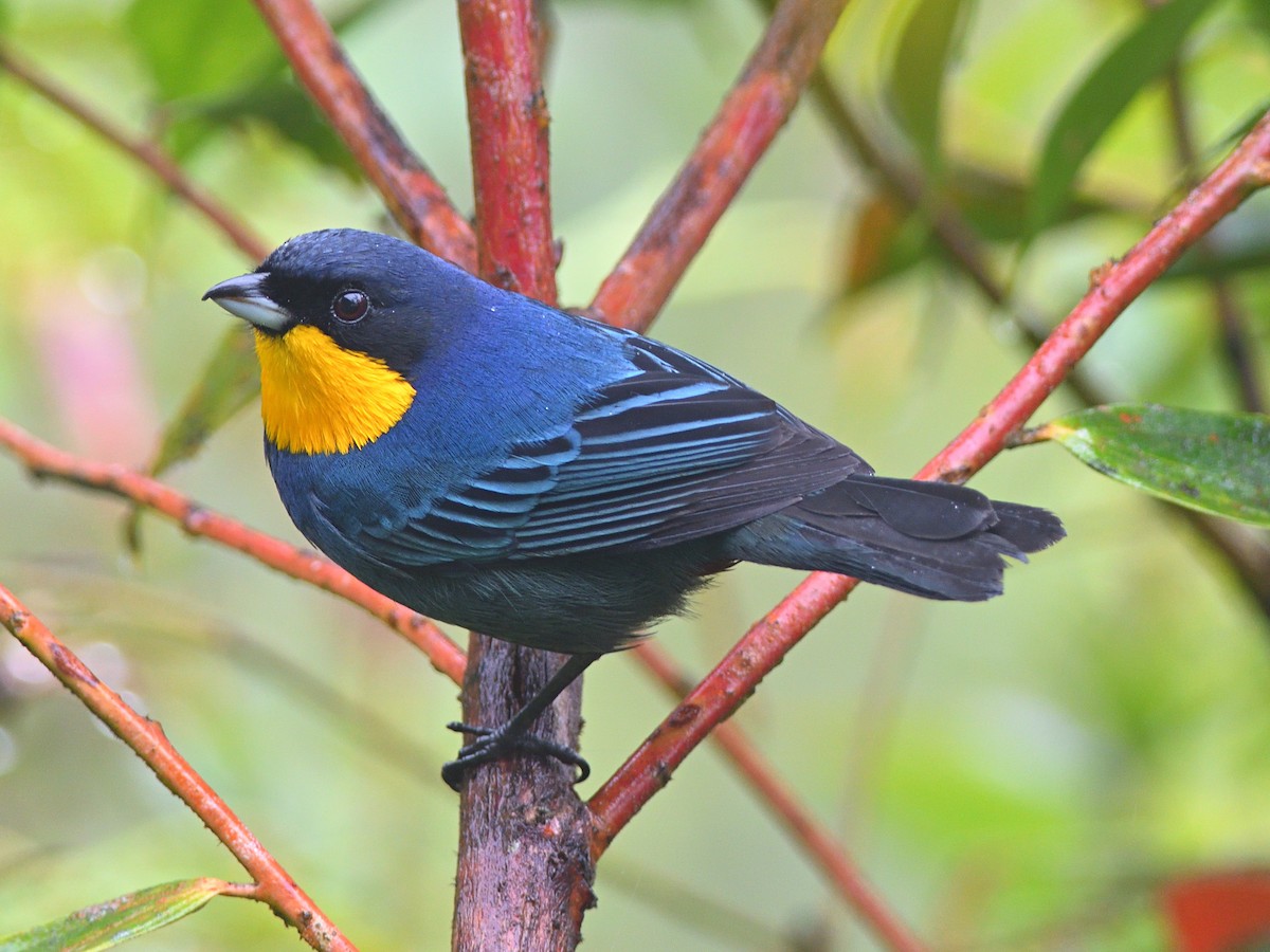 Purplish-mantled Tanager - ML518735371