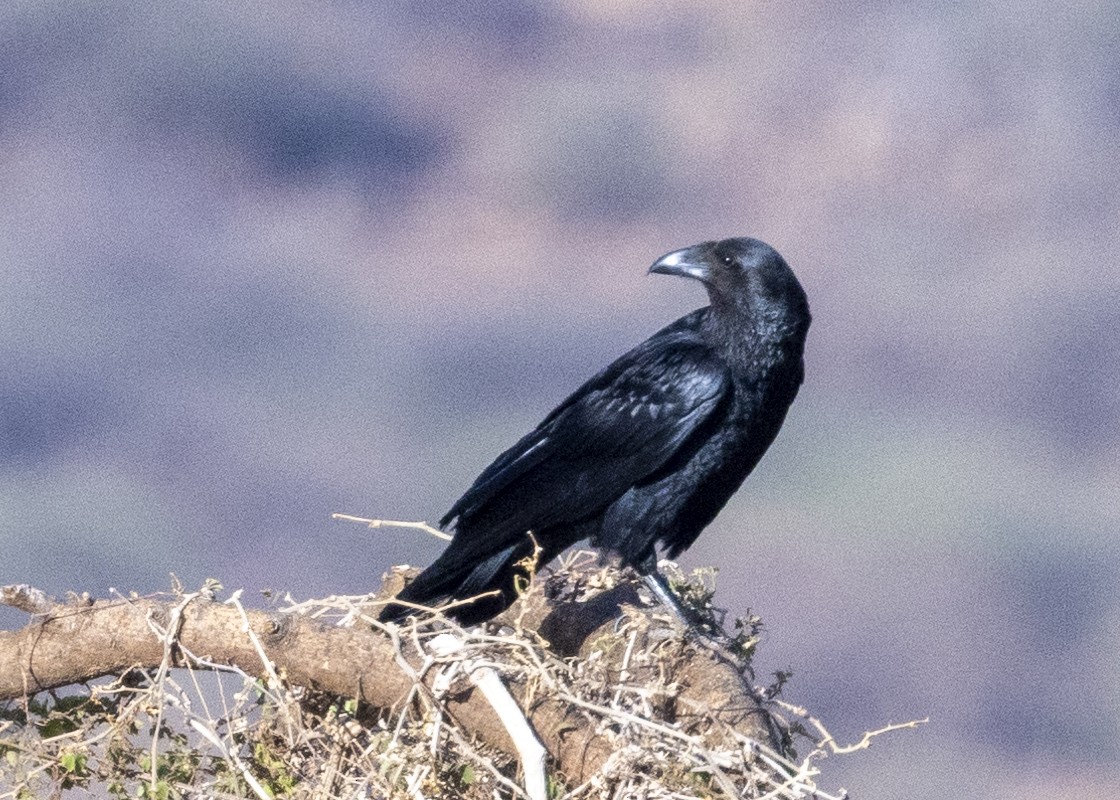 Somali Crow - ML518736801