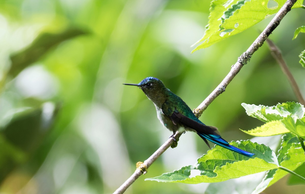 Long-tailed Sylph - ML518737001