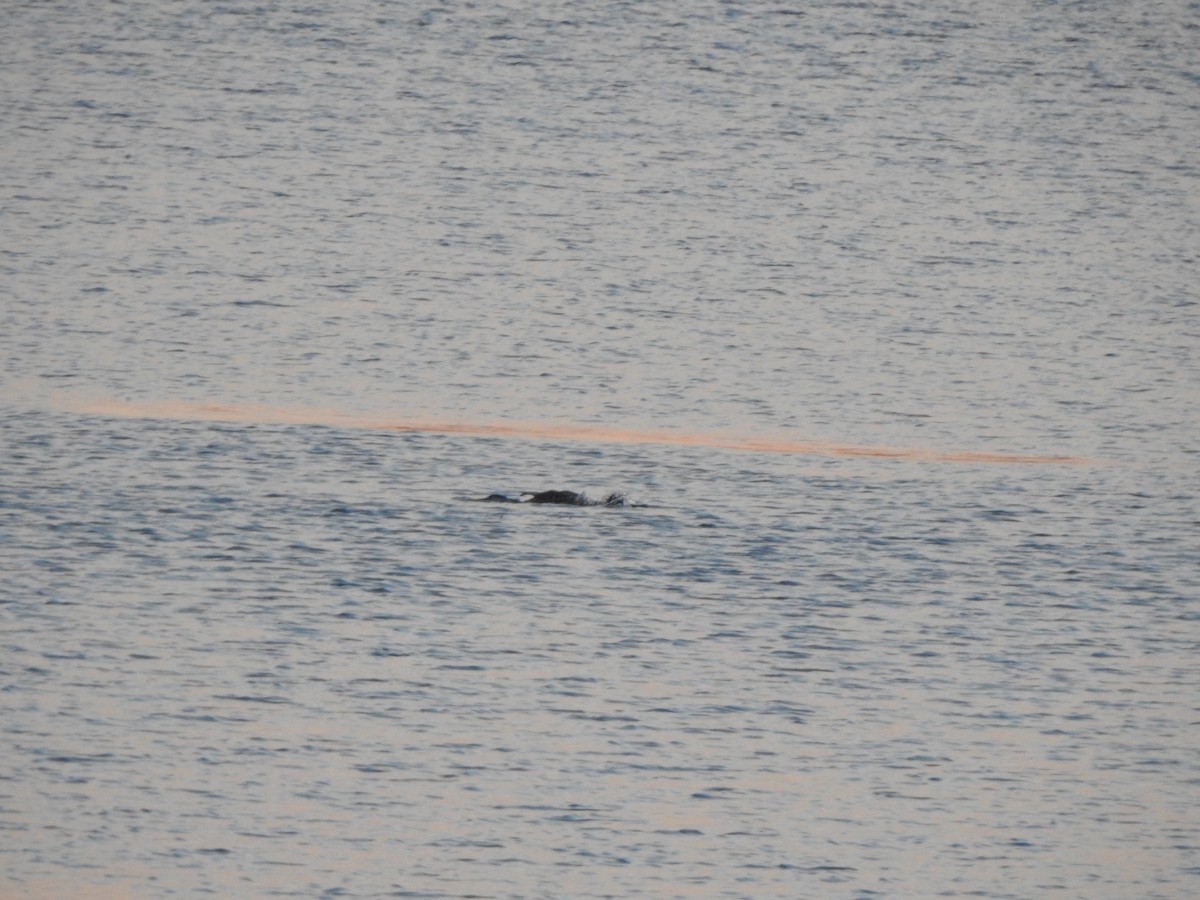 Yellow-billed Loon - ML518737031