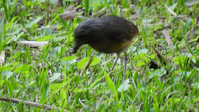 Scaled Antpitta - ML518738031