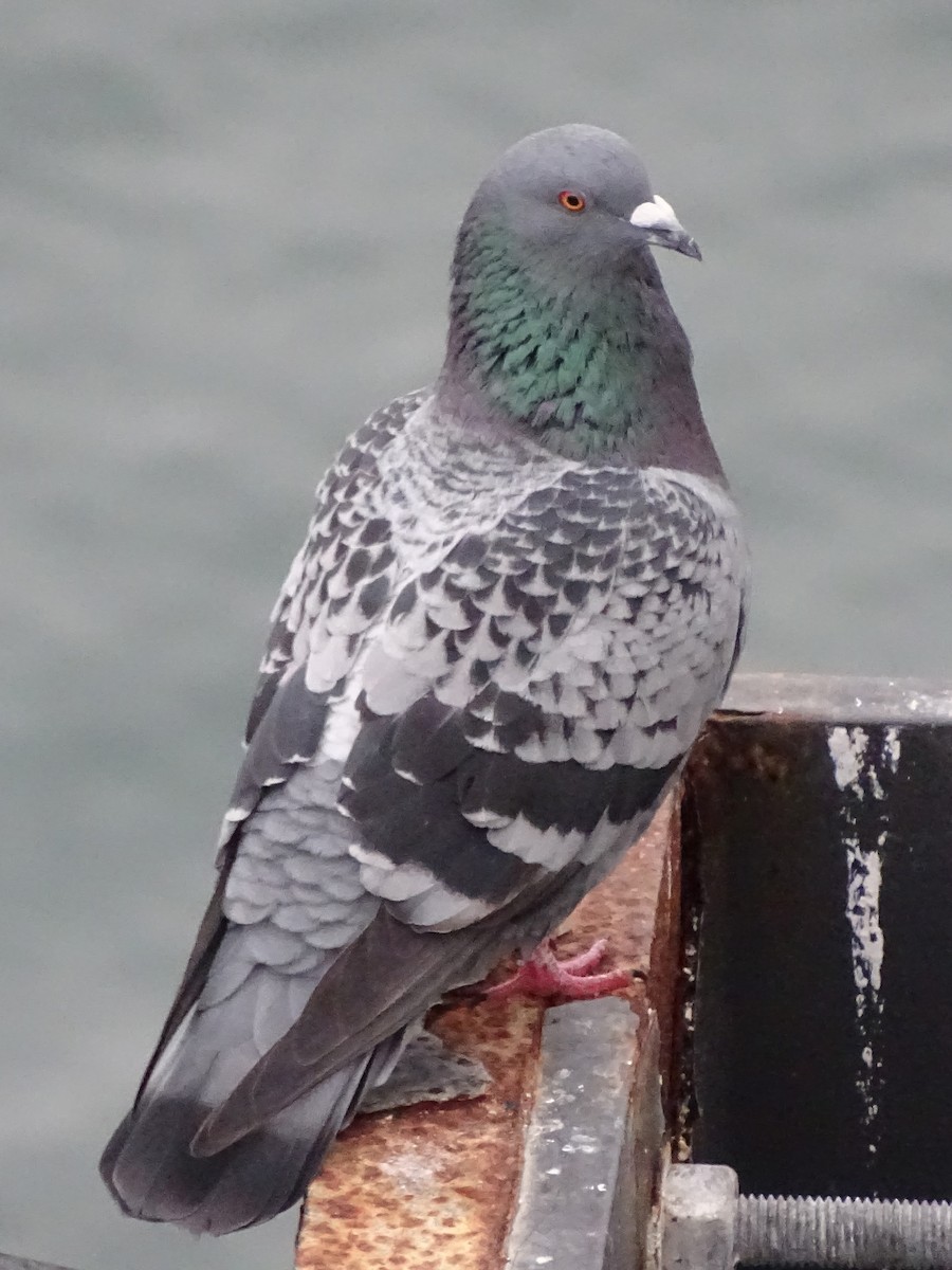 Rock Pigeon (Feral Pigeon) - ML518738601