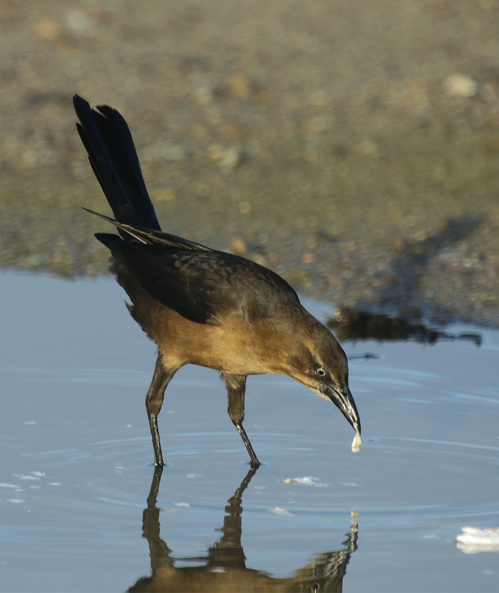 Great-tailed Grackle - ML518738691