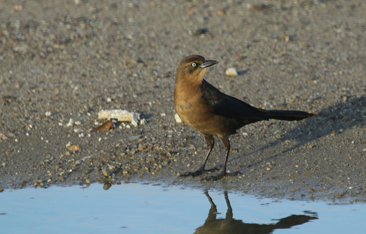 Great-tailed Grackle - ML518738751