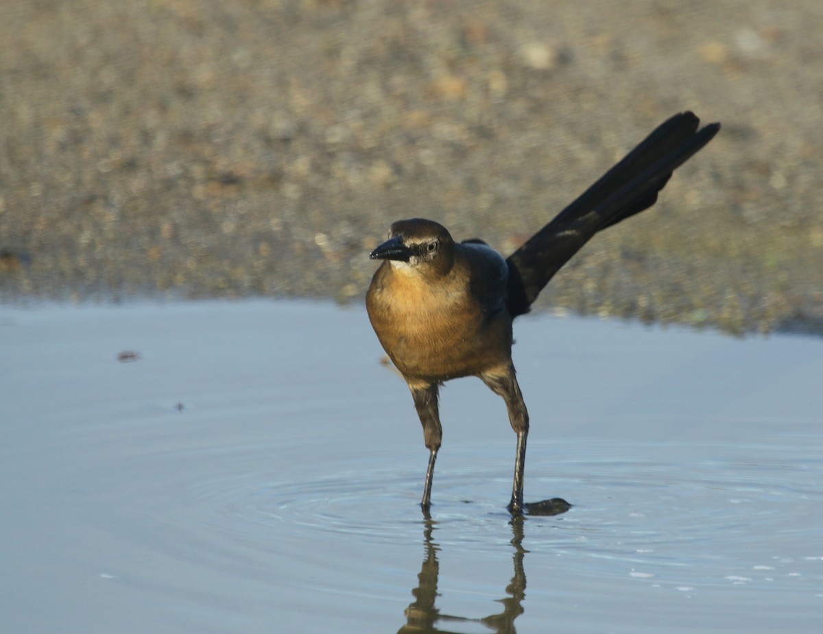 Great-tailed Grackle - ML518738761