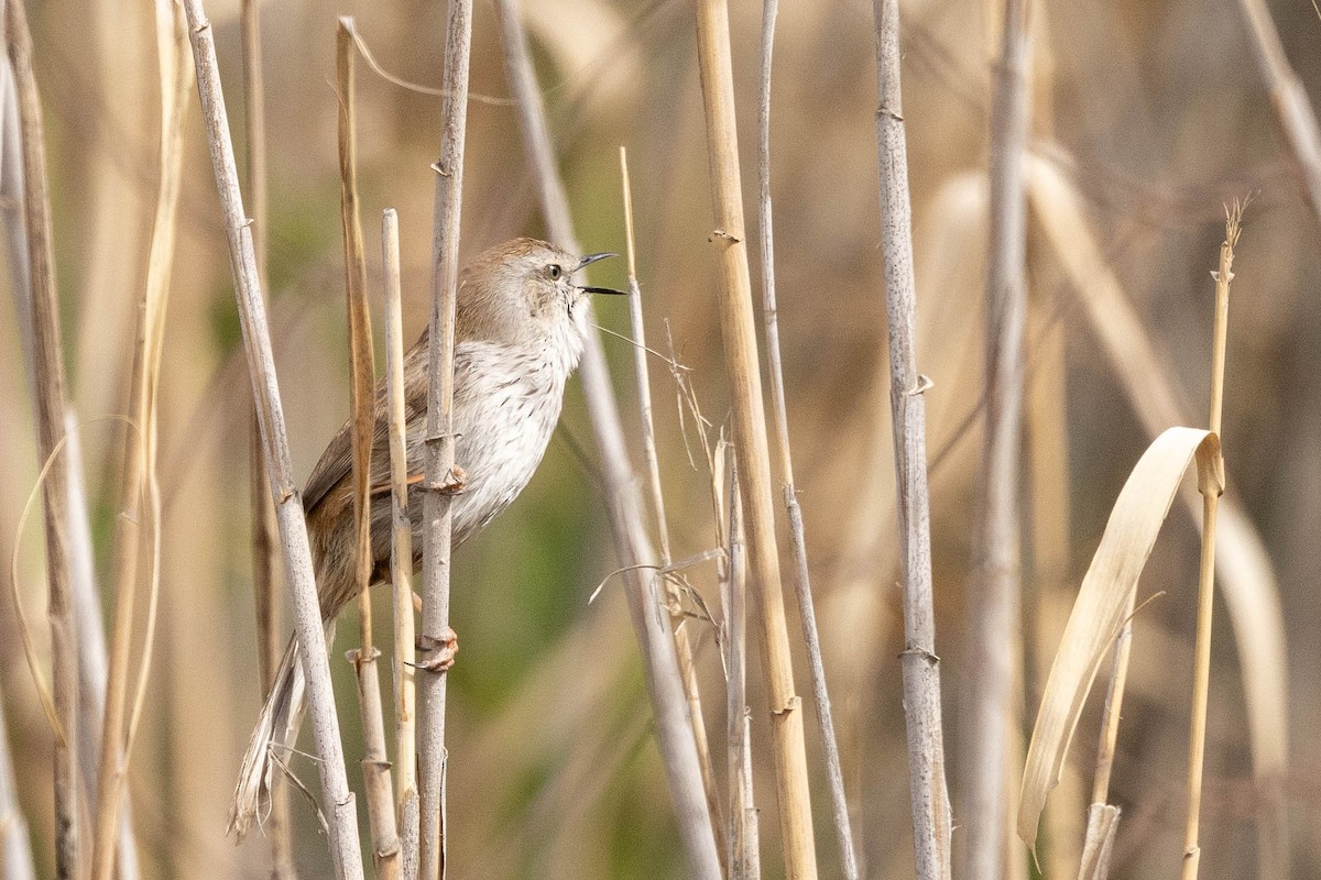 Namaqua Warbler - Doug Gochfeld