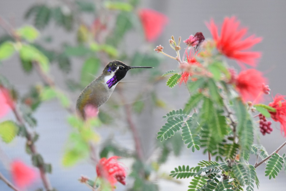 Costa's Hummingbird - ML518739711