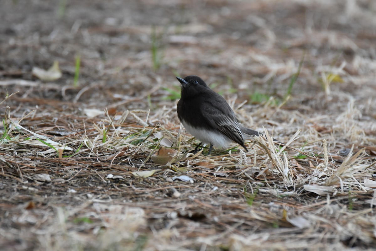 Black Phoebe - ML518739841