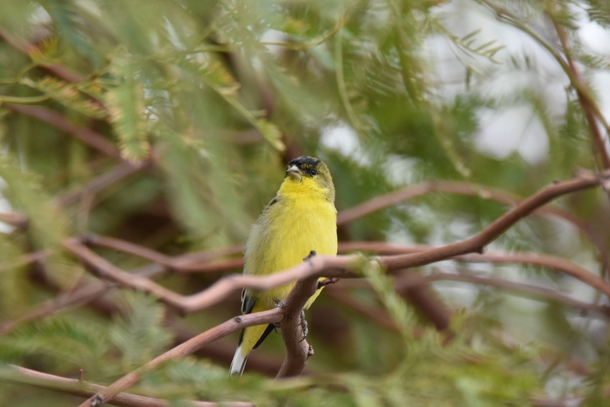 Lesser Goldfinch - ML518740091