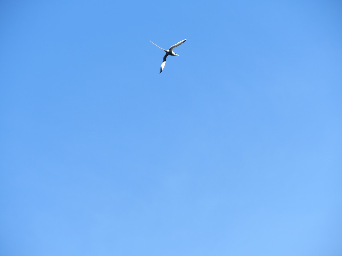 White-tailed Tropicbird - ML51874021