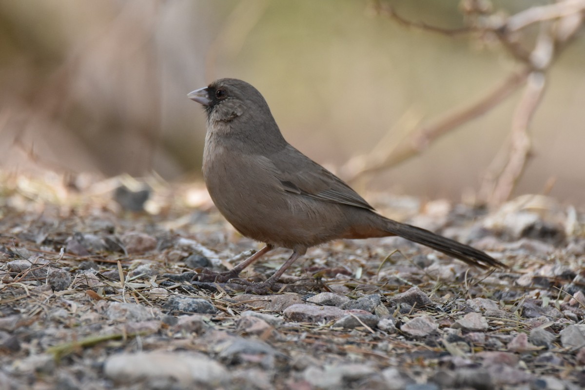 Abert's Towhee - ML518740271