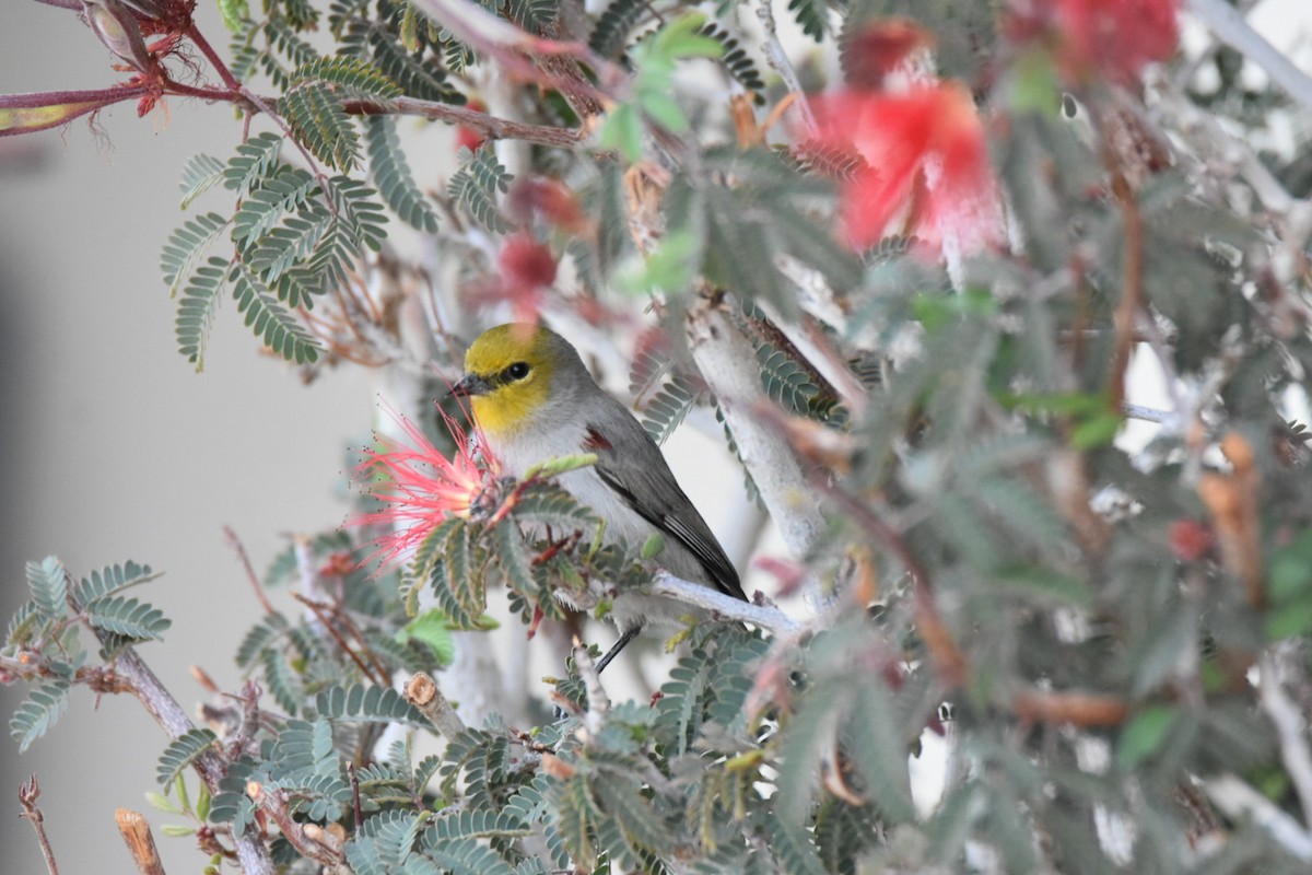 Verdin - ML518740421