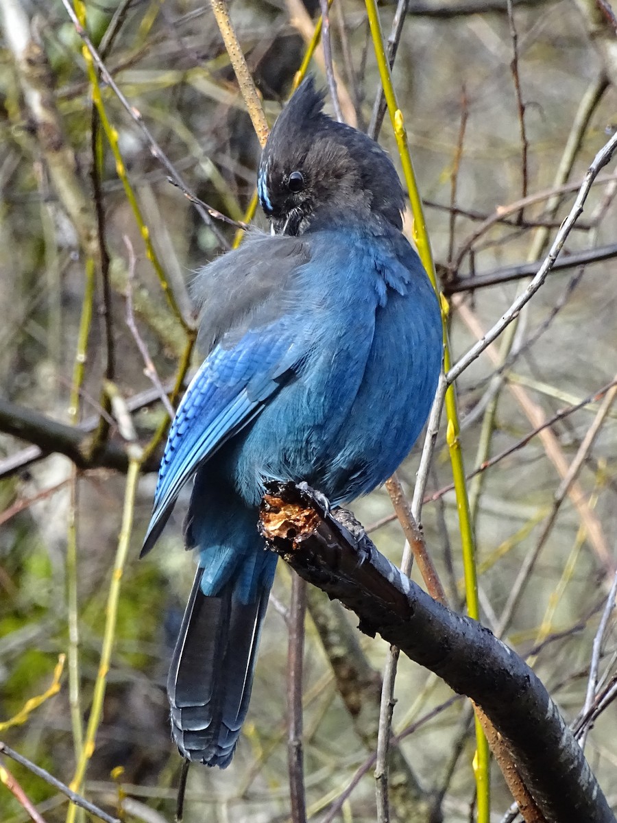 Steller's Jay - Cathi Bower