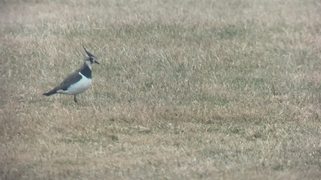 Northern Lapwing - ML518741831