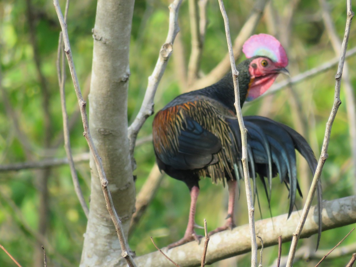 Green Junglefowl - ML51874211