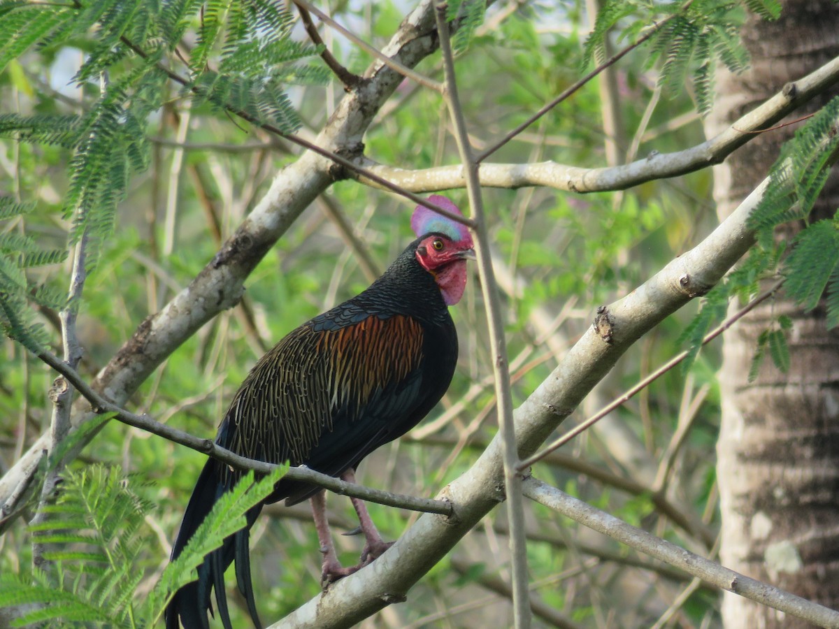 Green Junglefowl - ML51874221