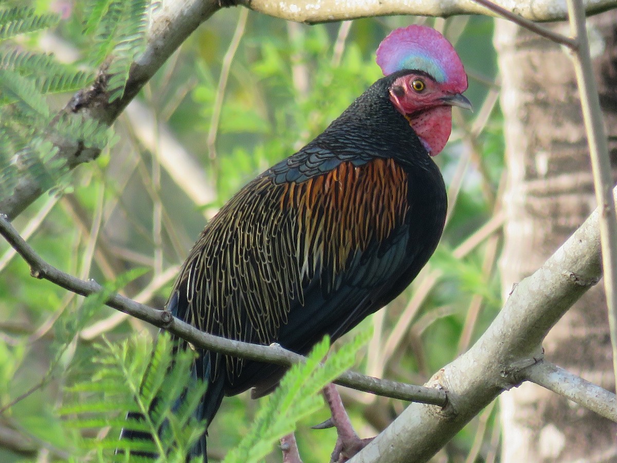 Green Junglefowl - ML51874271