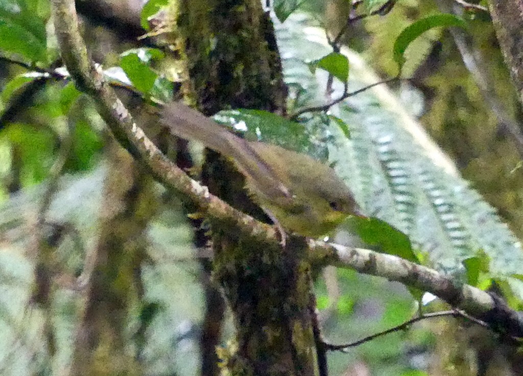 Long-billed Bernieria - ML518743841