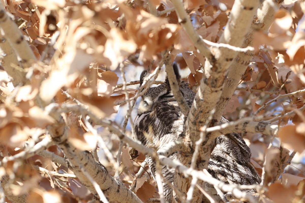 Great Horned Owl - ML518744621
