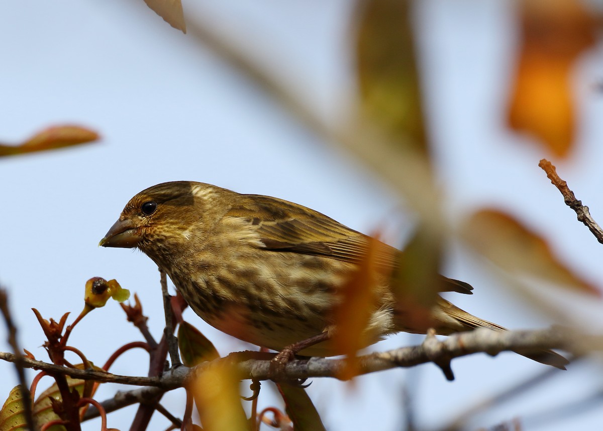 Purple Finch - ML518744931