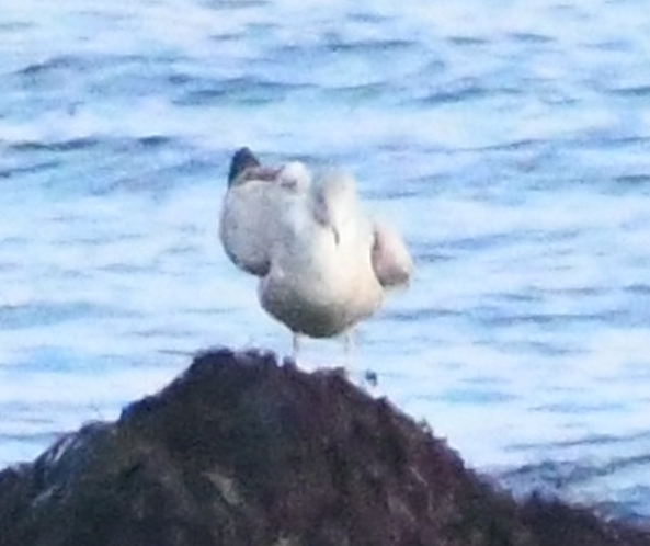 Herring Gull - ML518745511