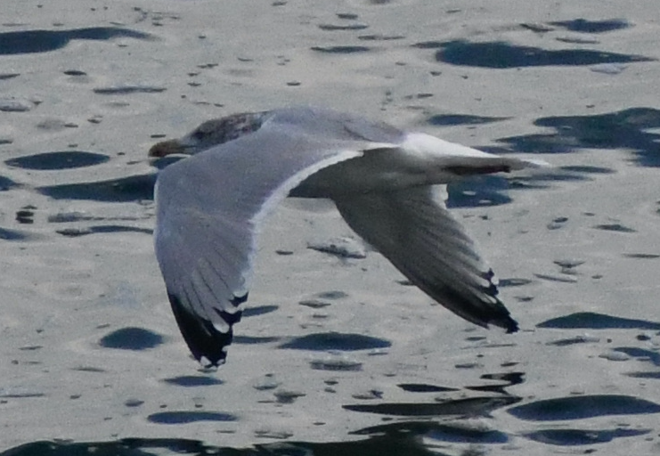 Herring Gull - ML518745531