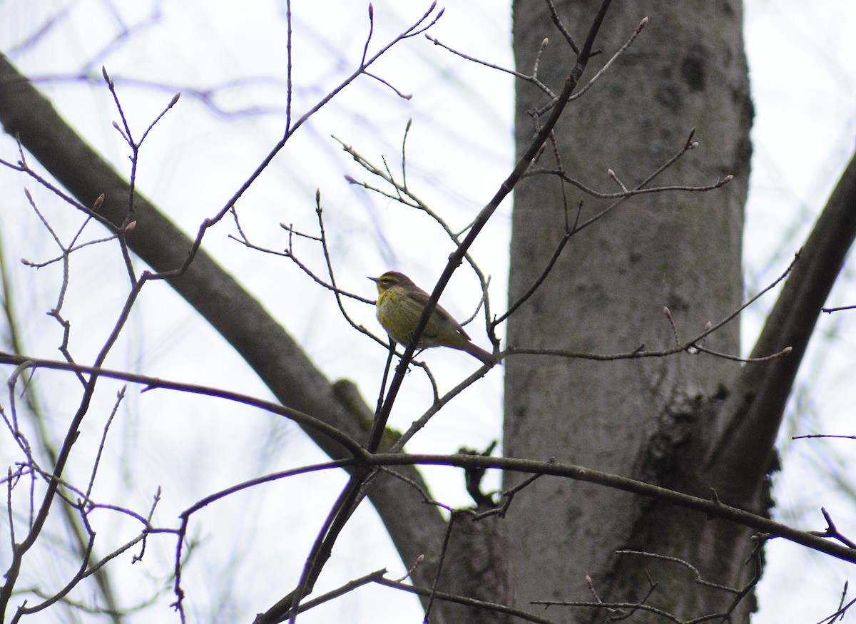 Palm Warbler - ML518746201