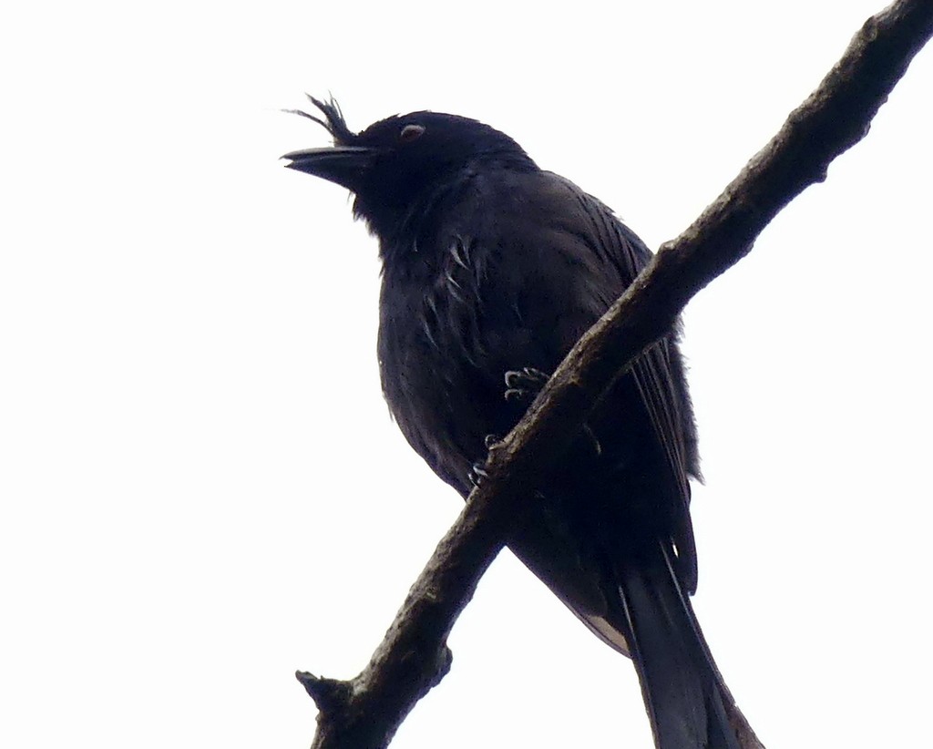 Crested Drongo - ML518746971